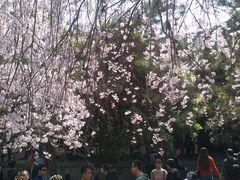 -西安青龙寺遗址景区