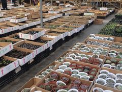 -龙大花卉苗木市场
