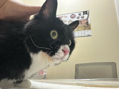 -纳吉亚猫专科动物医院博雅分院