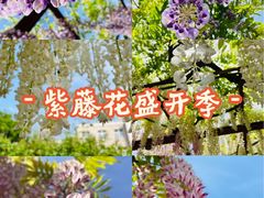 -嘉定紫藤园