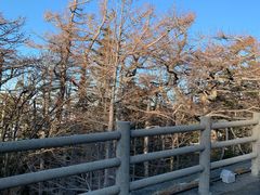 -富士山吉田線五合目