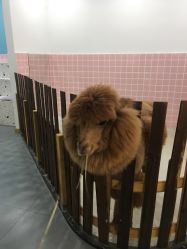 -Moni星球萌宠·小马宝莉·灵蛇·高端高阶全萌宠互动体验俱乐部(红豆国际广场店)