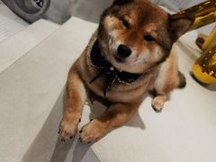 -柴务处·柴犬主题狗咖