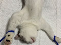 -灵美宠物诊所