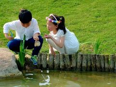 -荷兰花海