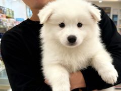 -翊宠yipet猫狗购宠庄园犬舍•猫舍