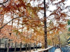 -白水寺森林公园