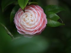 -中国科学院华南植物园