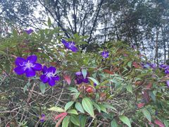 -广州白江湖森林公园