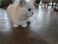 -喵屿·大理花园猫咖