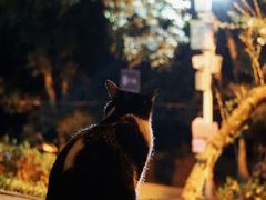 -武汉大学-樱园