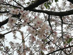 -武汉大学-樱园