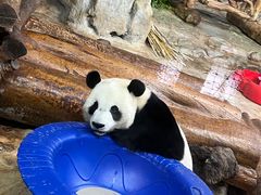 -海南热带野生动植物园