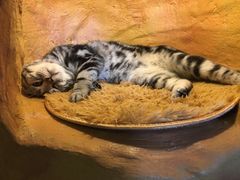 -猫猫幼稚园·撸猫·桌游·电玩