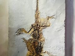 -辽宁古生物博物馆