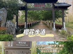 -合肥滨湖国家森林公园