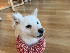 -柴犬小屋·柴餐厅·狗咖食堂(金鼎广场店)