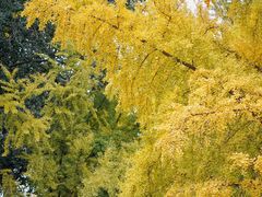 -三里屯东五街银杏大道