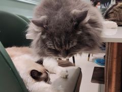 -安格丽娜·狗咖·猫咖羊驼咖(春熙路百盛商场店)