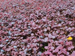 -重庆中央公园(渝北区)