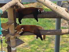 -西霞口神雕山野生动物世界