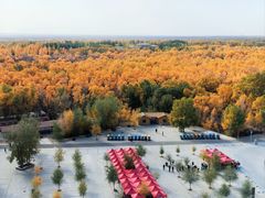 -金塔沙漠胡杨林景区