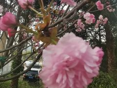 -天适樱花悠乐园