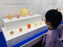 -贝壳王国博物馆
