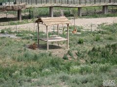 -新疆天山野生动物园