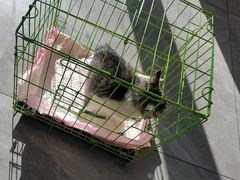 -德元·美联众合24小时动物医院(总院)