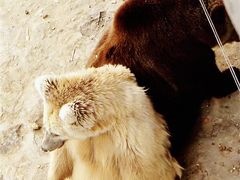 景点-石家庄市动物园