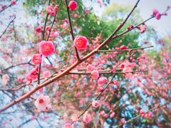-金鸡山公园