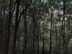 -火炉山森林公园