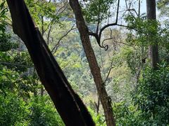 -清迈丛林飞跃 JungleFlight