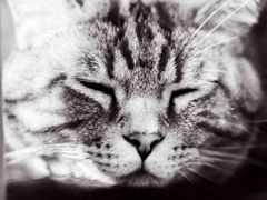 -平行世界·猫咖(首经贸店)