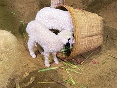 -正佳雨林生态植物园