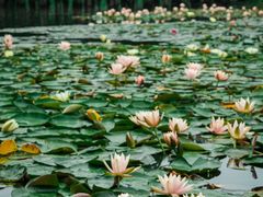 -白鹭湾湿地公园