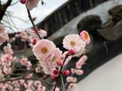 -梅花山(明孝陵内)
