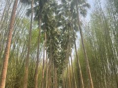 -中国科学院西双版纳热带植物园