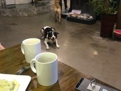 -百好乐宠物友好餐厅(朝外大街店)