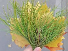 -石家庄市植物园