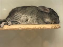 -龙猫仔乐园(惠福东路店)