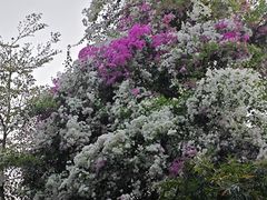 -深圳国际园林花卉博览园