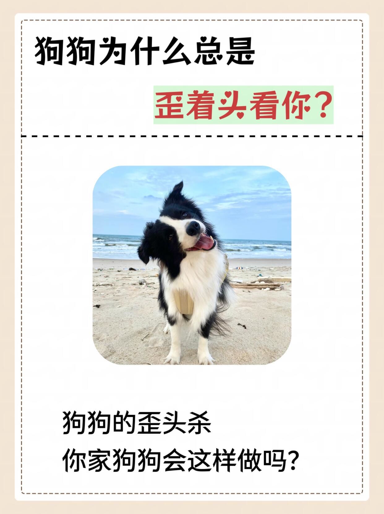 狗狗为什么总是歪着头看你