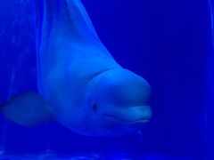 -多彩贵州城极地海洋世界