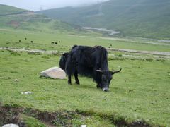-德禄酸奶(莫家街店)