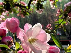 -海棠花溪(元大都城垣遗址公园)