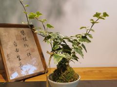 -自由生长植物工作室(深港花卉中心店)