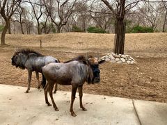 -北京野生动物园