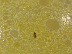 -小姨家常菜(昭萍东路店)